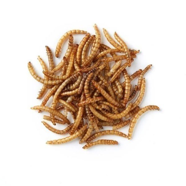 Dried Mealworms 500g
