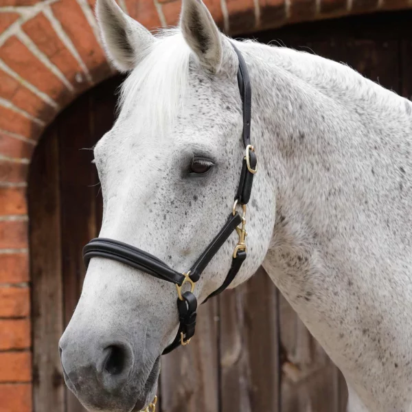 Premier Equine Leather Headcollar Black
