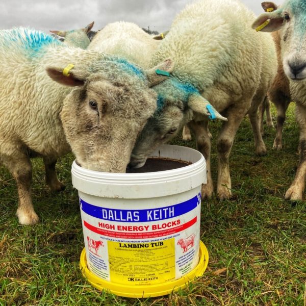 Dallas Keith Lambing & Calving Buckets