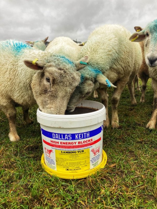 Dallas Keith Lambing & Calving Buckets